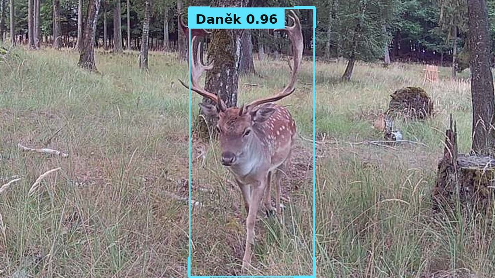 Daněk rozpoznaný na denním snímku z fotopasti